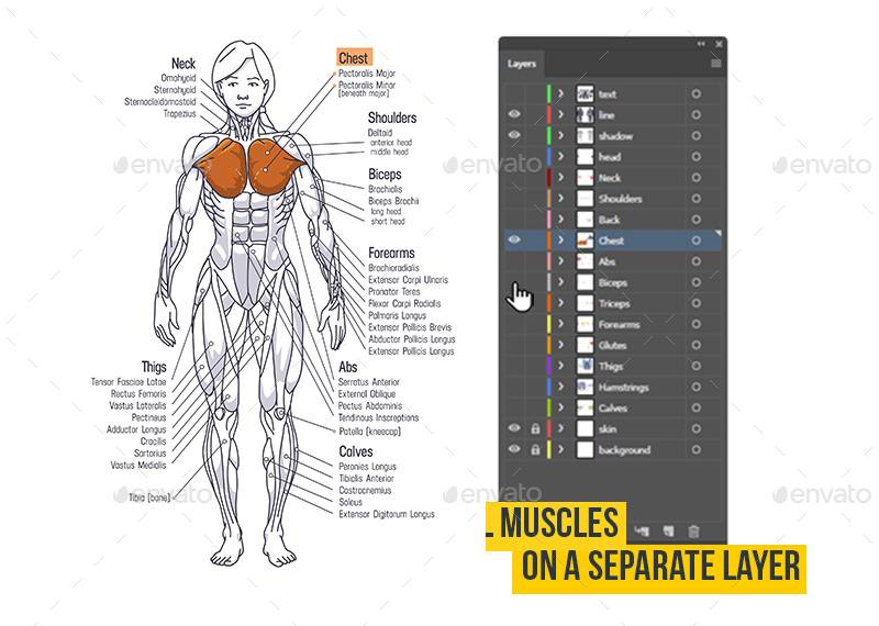 Women Muscle Anatomy Сhart by Maxim_Andreev | GraphicRiver